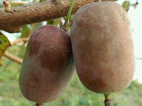 软枣猕猴桃苗  紫红软枣猕猴桃带土苗本地品种易成活